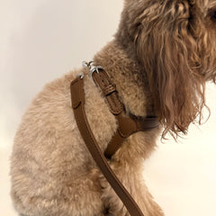 Camel leather harness