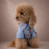 Camicia Positano Blu | Abbigliamento per Barboncini