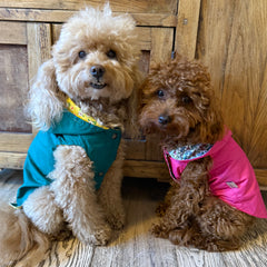 Giacca a Vento Ultra Light | Abbigliamento per Barboncino