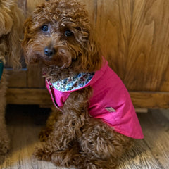 Giacca a Vento Ultra Light | Abbigliamento per Barboncino