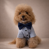 Camicia Sorrento | Abbigliamento per Barboncini