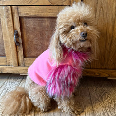 Felpa Piume | Abbigliamento per Barboncino