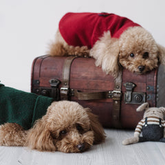 "Gregory" Cappotto Casentino | Eleganza e Confort | Abbigliamento per Barboncini