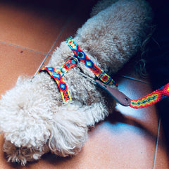 Combo Pettorina e Guinzaglio "Messico & Nuvole"