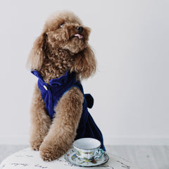 Velvet Charme | Cappottino di Velluto Blu con Fiocco | Abbigliamento per Barboncini