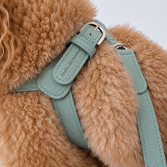Camel leather harness