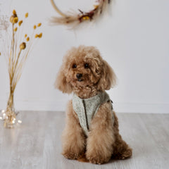 Theodore - Tweed Harness