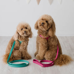 Camel leather harness