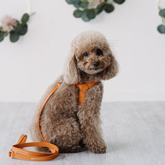 Combo Pettorina e Guinzaglio Siena in pelle Arancione - Eleganza Artigianale Made in Italy