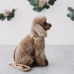 Camel leather harness
