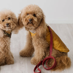 Piumino Oxford in Ecopelle Gialla Invecchiata | Un Classico per Barboncini