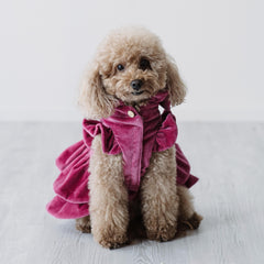 Velvet Dream | Cappottino di Velluto Rosa con Rouches | Abbigliamento per Barboncini