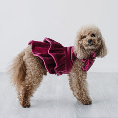 Velvet Dream | Cappottino di Velluto Rosa con Rouches | Abbigliamento per Barboncini