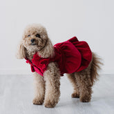 Velvet Dream | Cappottino di Velluto Rosso con Rouches | Abbigliamento per Barboncini