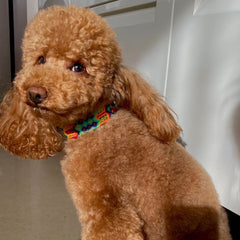 Combo Collare e Guinzaglio | Fatti a Mano in Messico