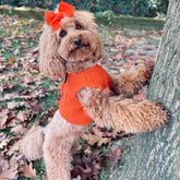 Pettorina in Casentino | Comfort e Stile per il Tuo Barboncino | Abbigliamento per Cani