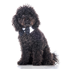 Collo papillon per cerimonia