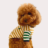 Tshirt a righe - oro, bianca e verde