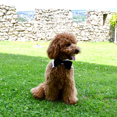 Collo papillon per cerimonia