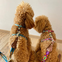 Combo Pettorina e Guinzaglio "Messico & Nuvole"