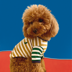 Striped T-shirt - gold, white and green