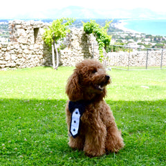 Cravattino per cerimonia