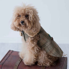 Cappotto Lord Byron | Stile e Confort per Barboncini