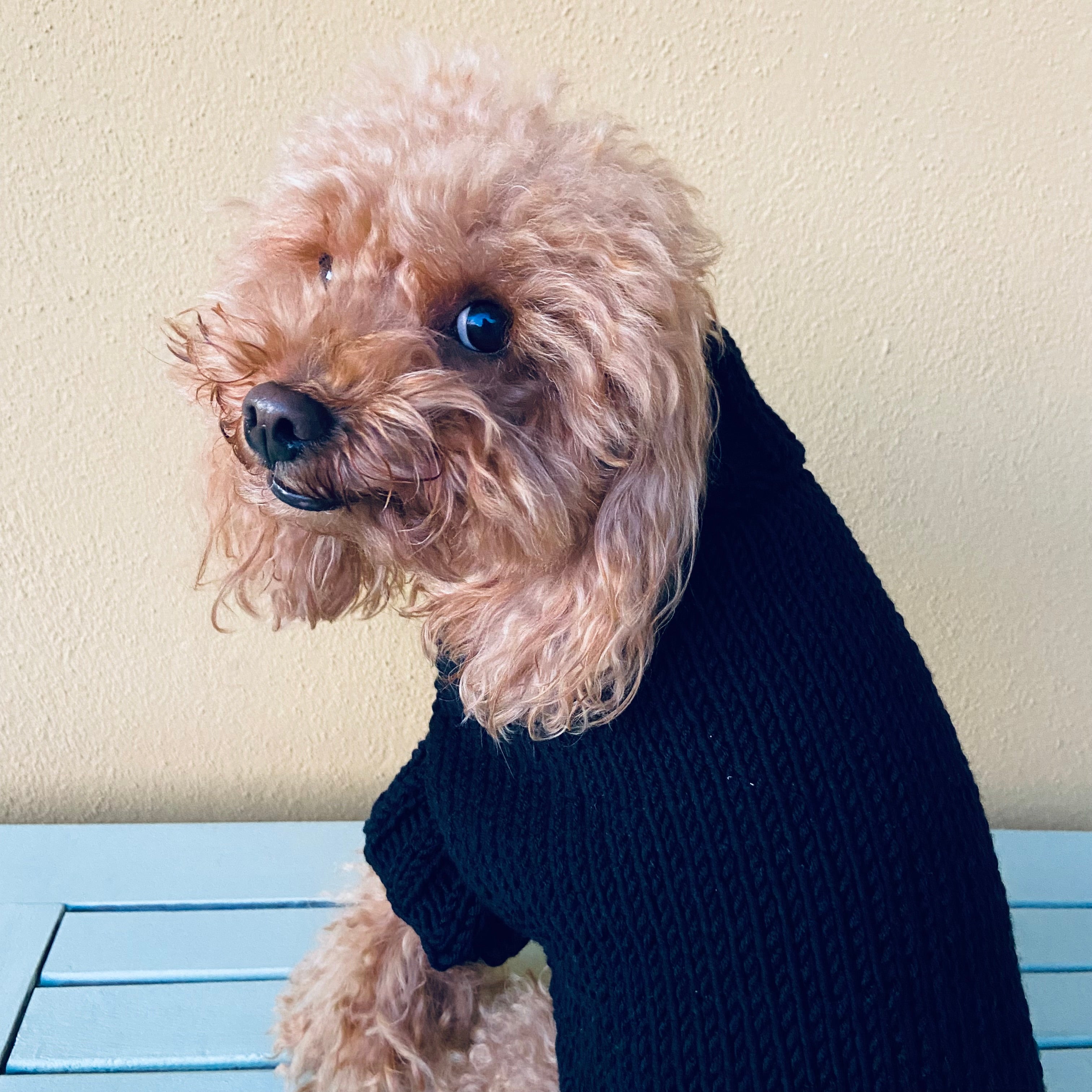 Maglioncino "Dafne" in vari colori - Fatto a Mano in Lana Merino - per cani di piccola taglia