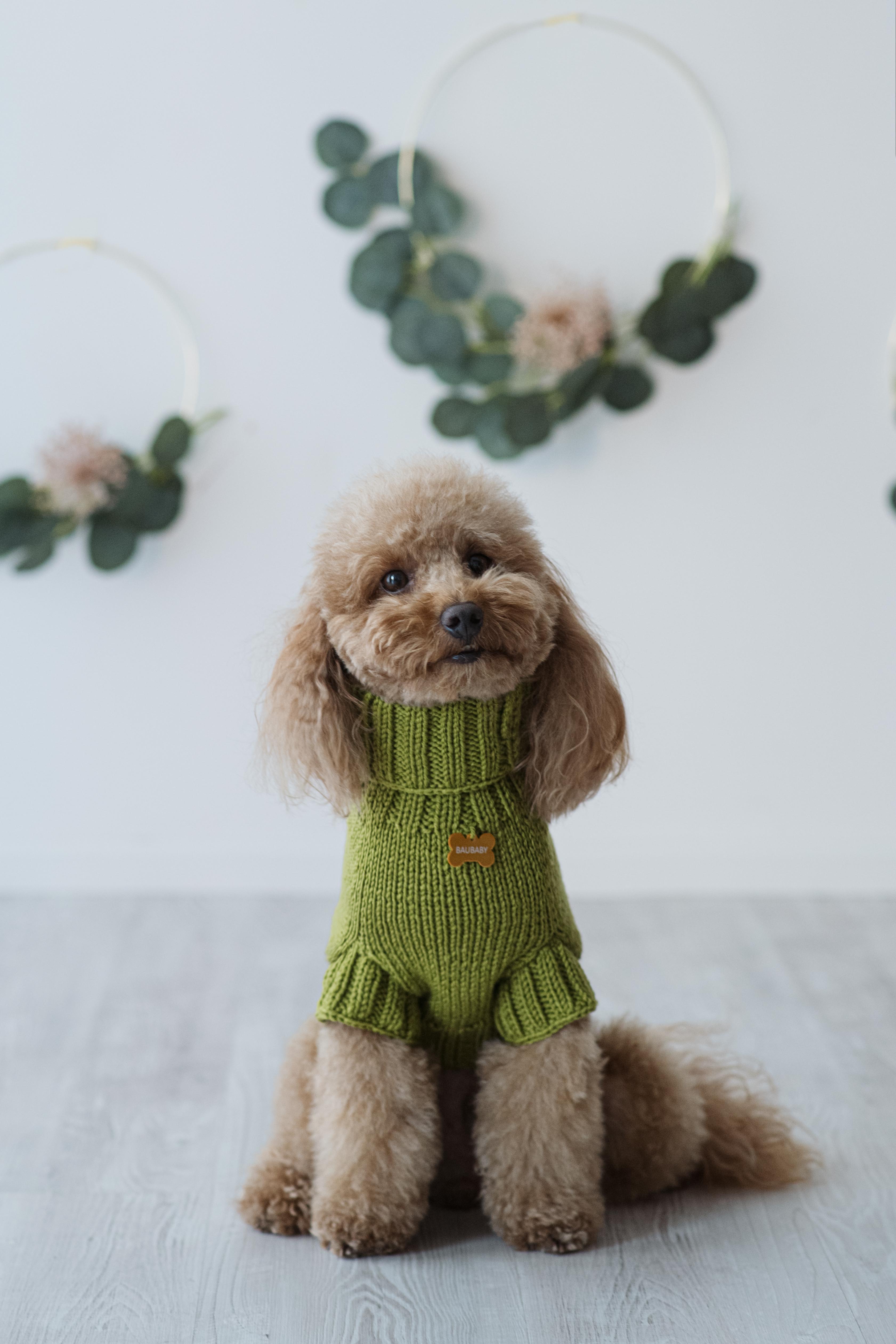 Maglioncino "Dafne" in vari colori - Fatto a Mano in Lana Merino - per cani di piccola taglia