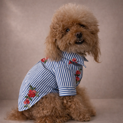 Camicia Positano Blu | Abbigliamento per Barboncini