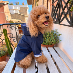 Impermeabile Milano sartoriale| Abbigliamento per Barboncini