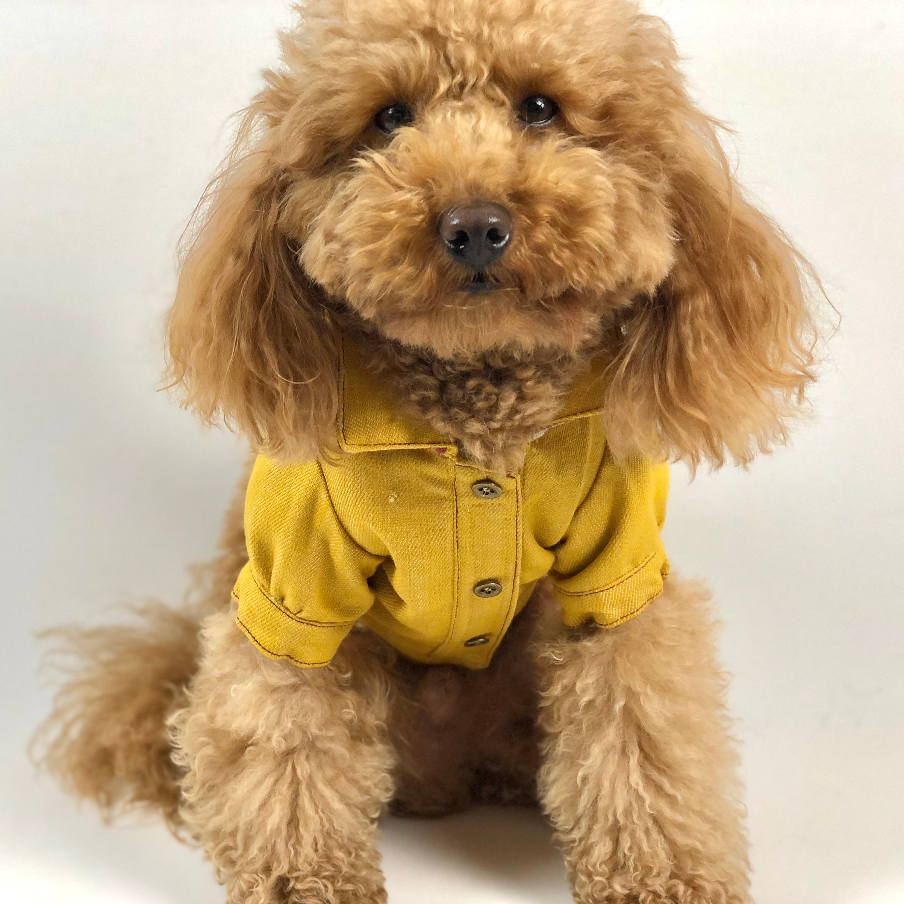 Giacca Di Jeans Per Cani Ducomi Fonzie - Gilet Denim Vintage Per Taglie Piccole - Foto 5