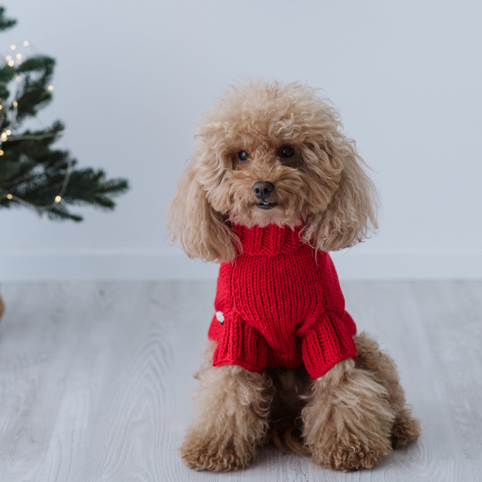 Maglioncino "Pecorelle" Rosso | Eccellenza Artigianale in Lana Merino per Cani di Taglia Medio-Piccola