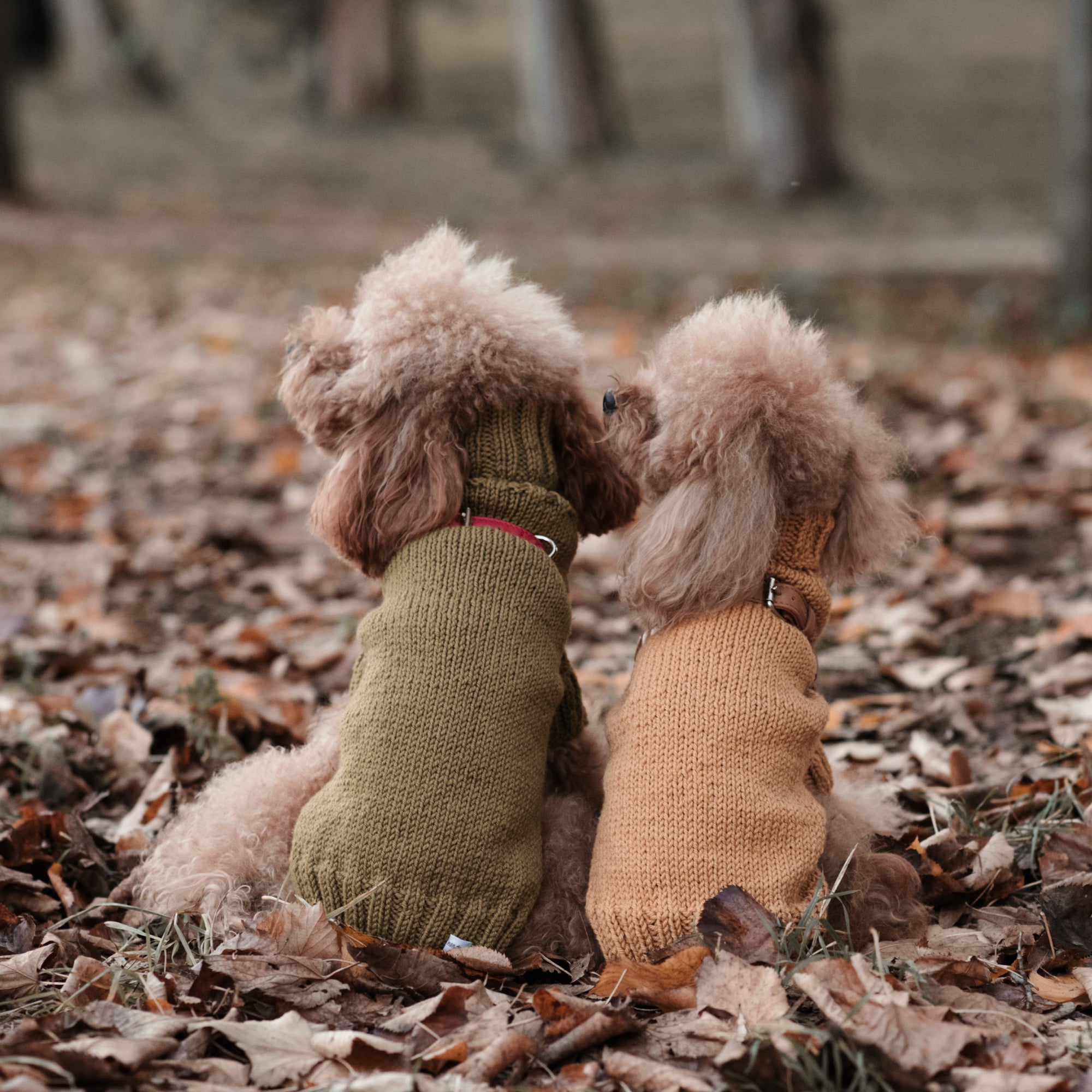 Maglioncino "Dafne" in vari colori - Fatto a Mano in Lana Merino - per cani di piccola taglia