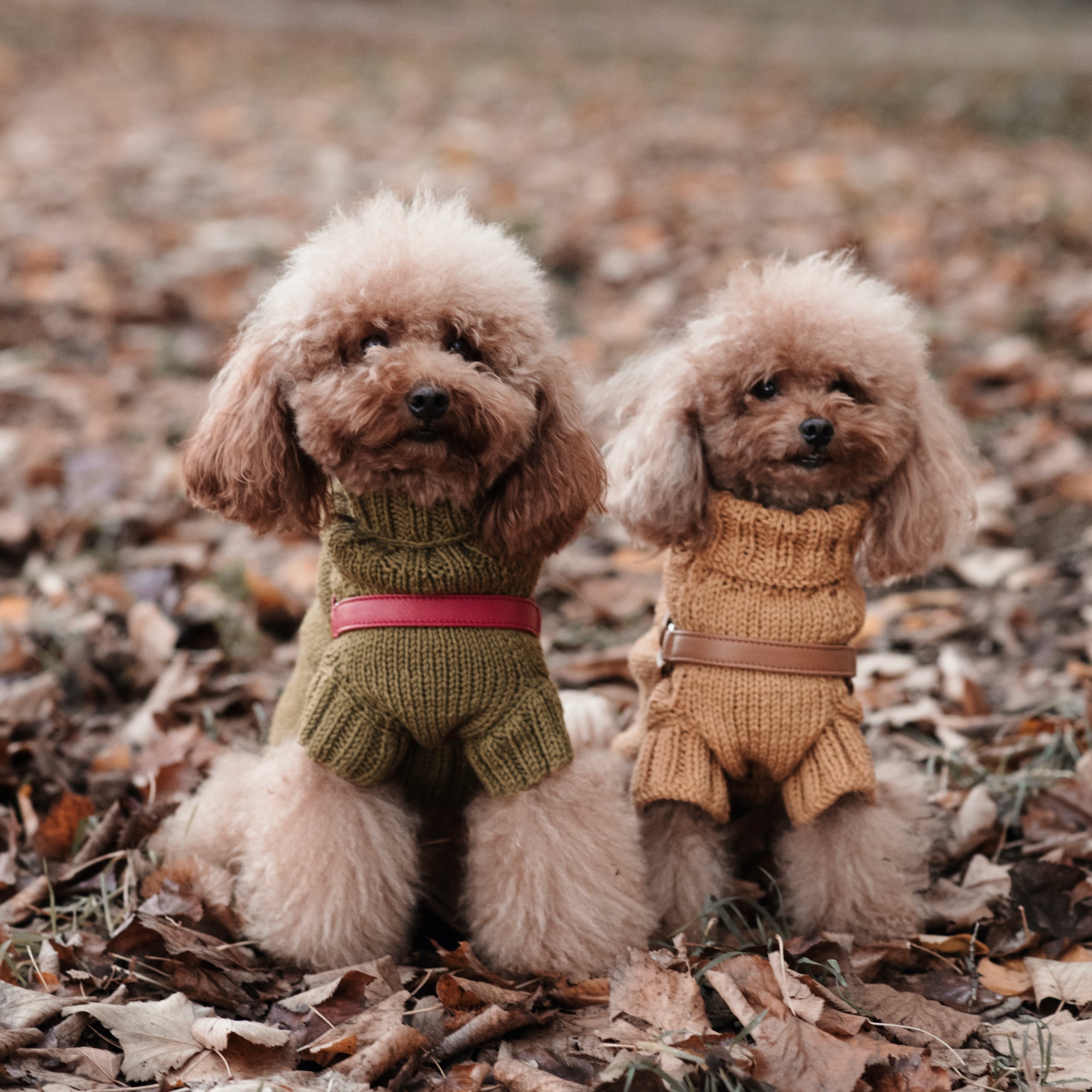 Maglioncino "Dafne" in vari colori - Fatto a Mano in Lana Merino - per cani di piccola taglia
