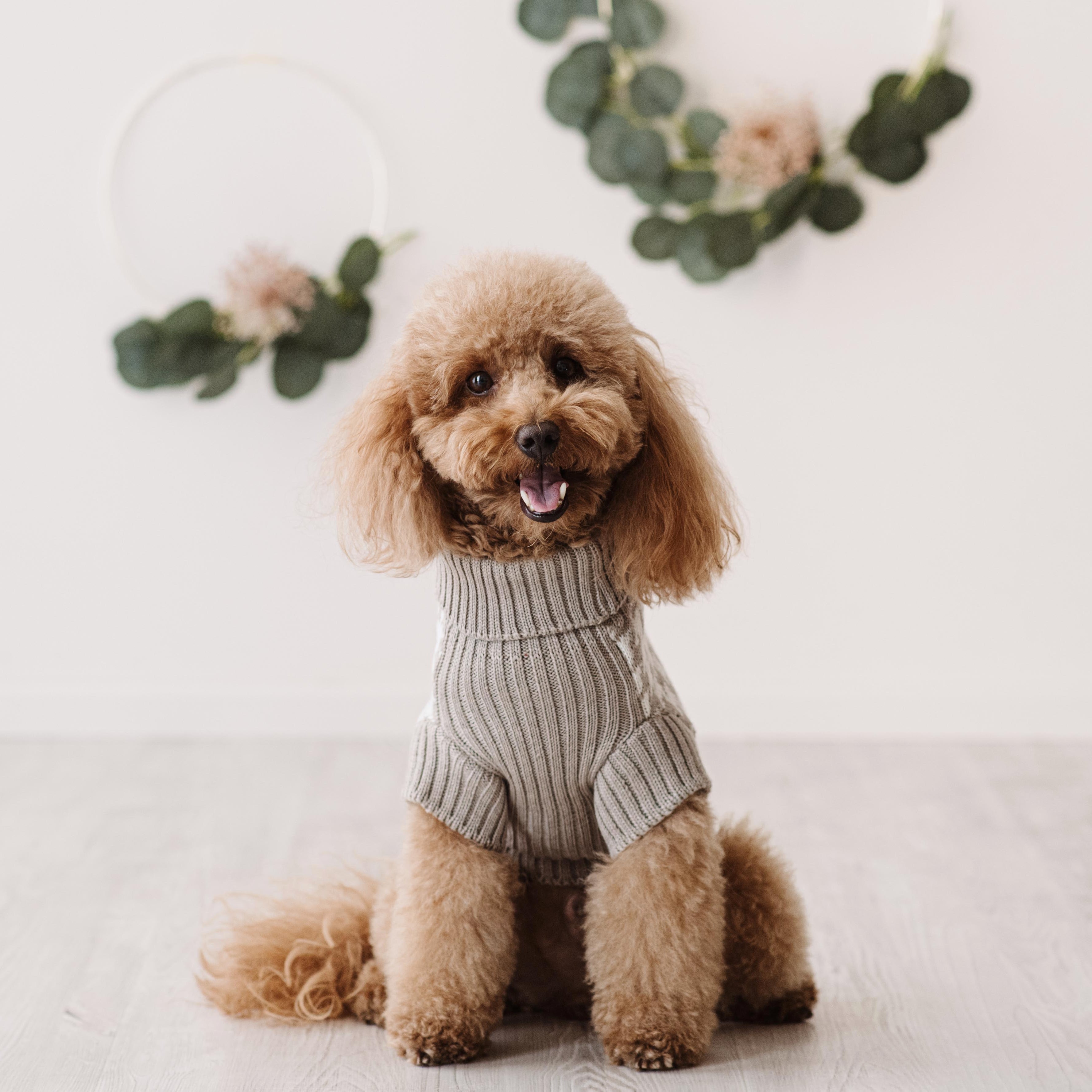 Maglioncino "Coco" | Rosa, Grigio, Cammello, Viola | Pied de Poule  in Lana Merino - per cani di piccola taglia