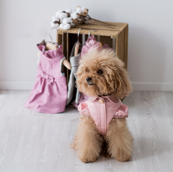Miss Betty Poodle clothing Atelier del Barboncino