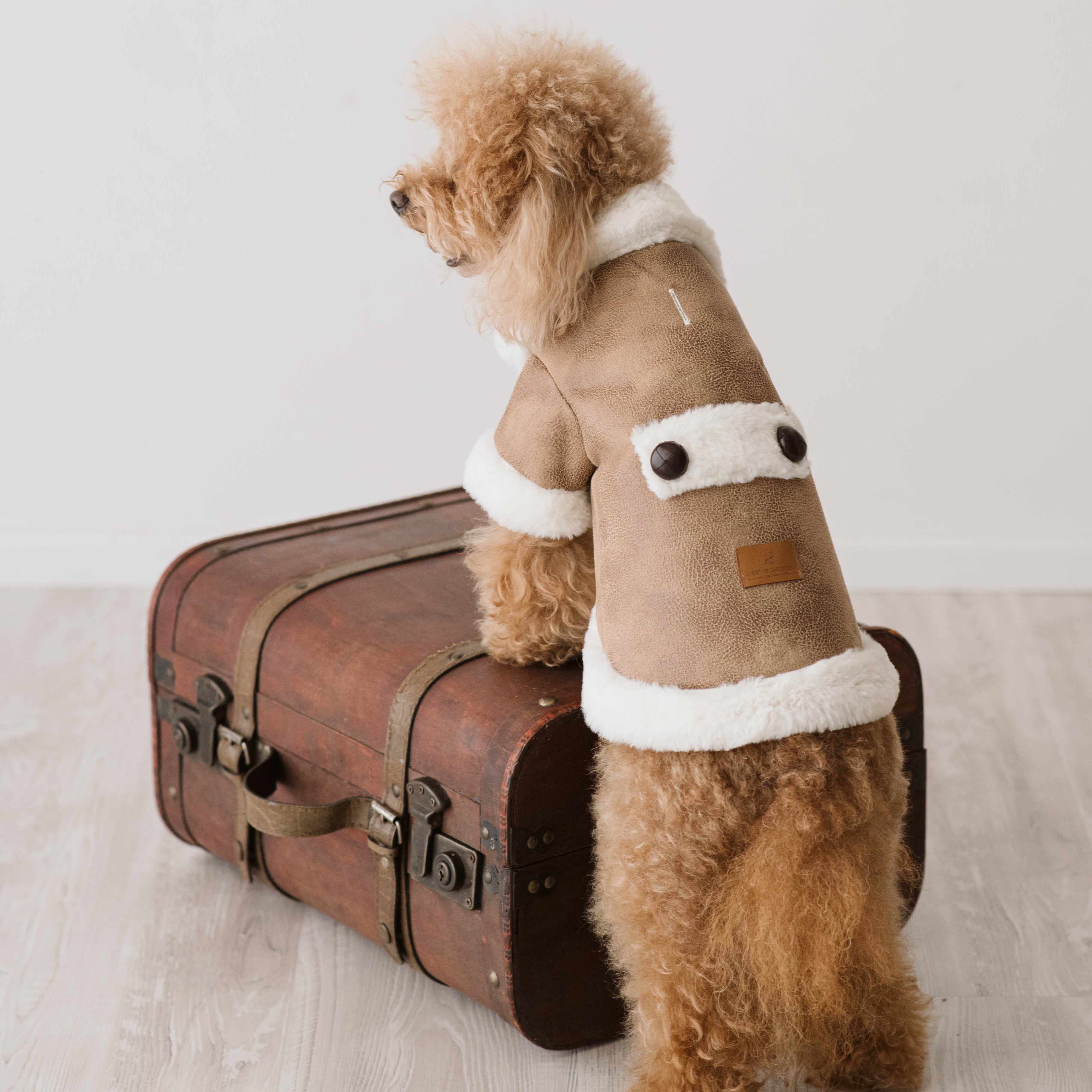 Montoncino Paddington| Stile Ecologico per Barboncini