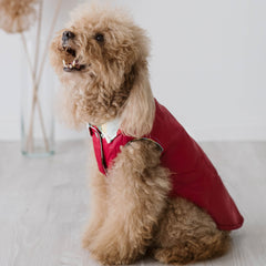 Piumino Scarlet | Eleganza in Rosso per Barboncini