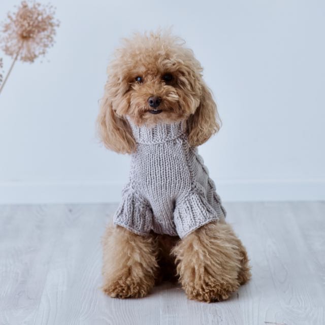 Maglioncino "Dafne" in vari colori - Fatto a Mano in Lana Merino - per cani di piccola taglia