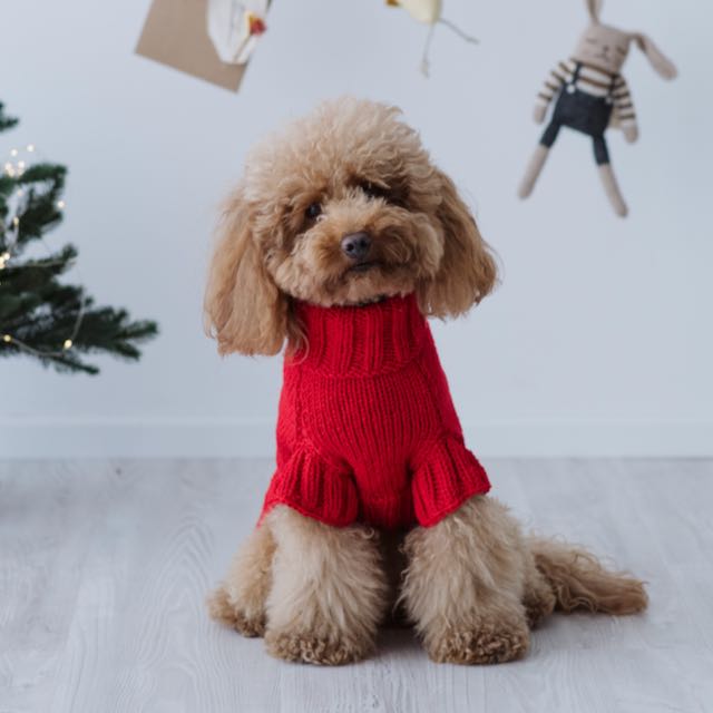 Maglioncino "Dafne" in vari colori - Fatto a Mano in Lana Merino - per cani di piccola taglia