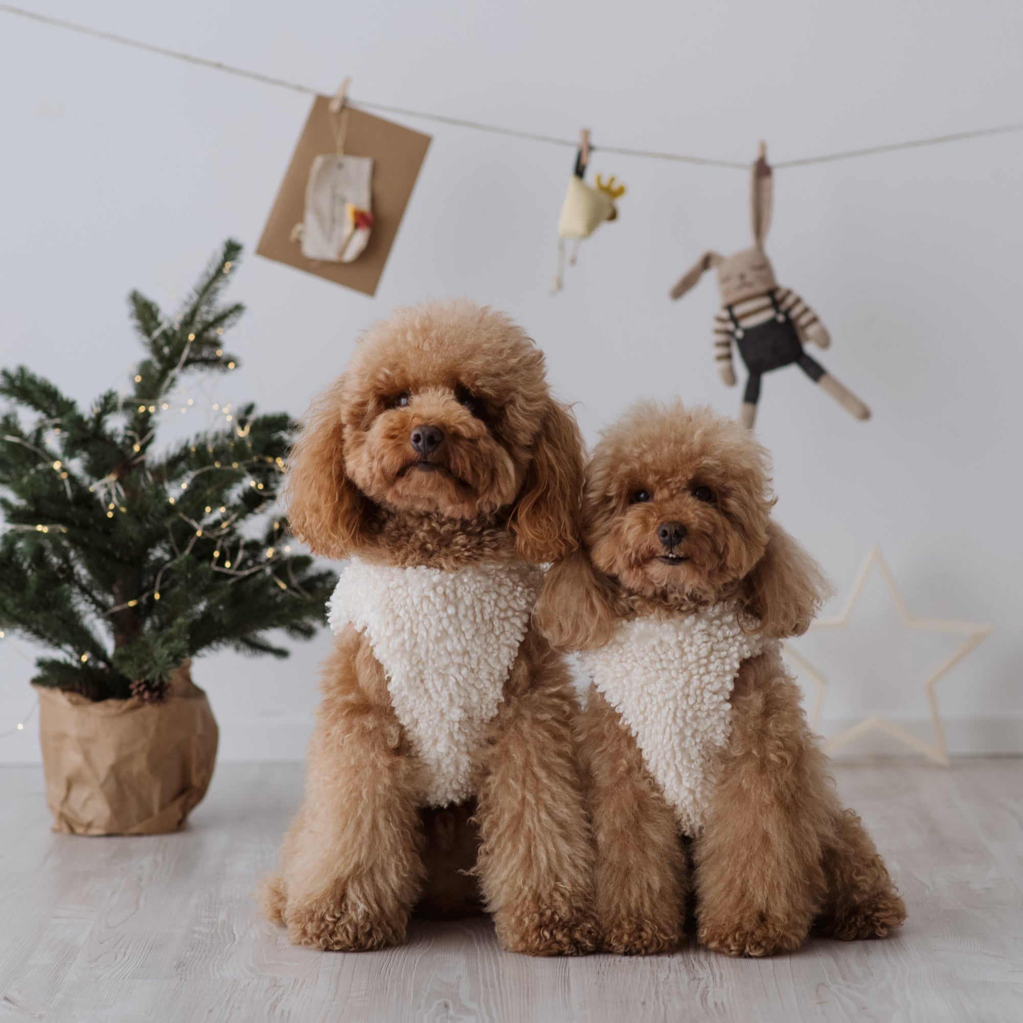 Teddy bear harness