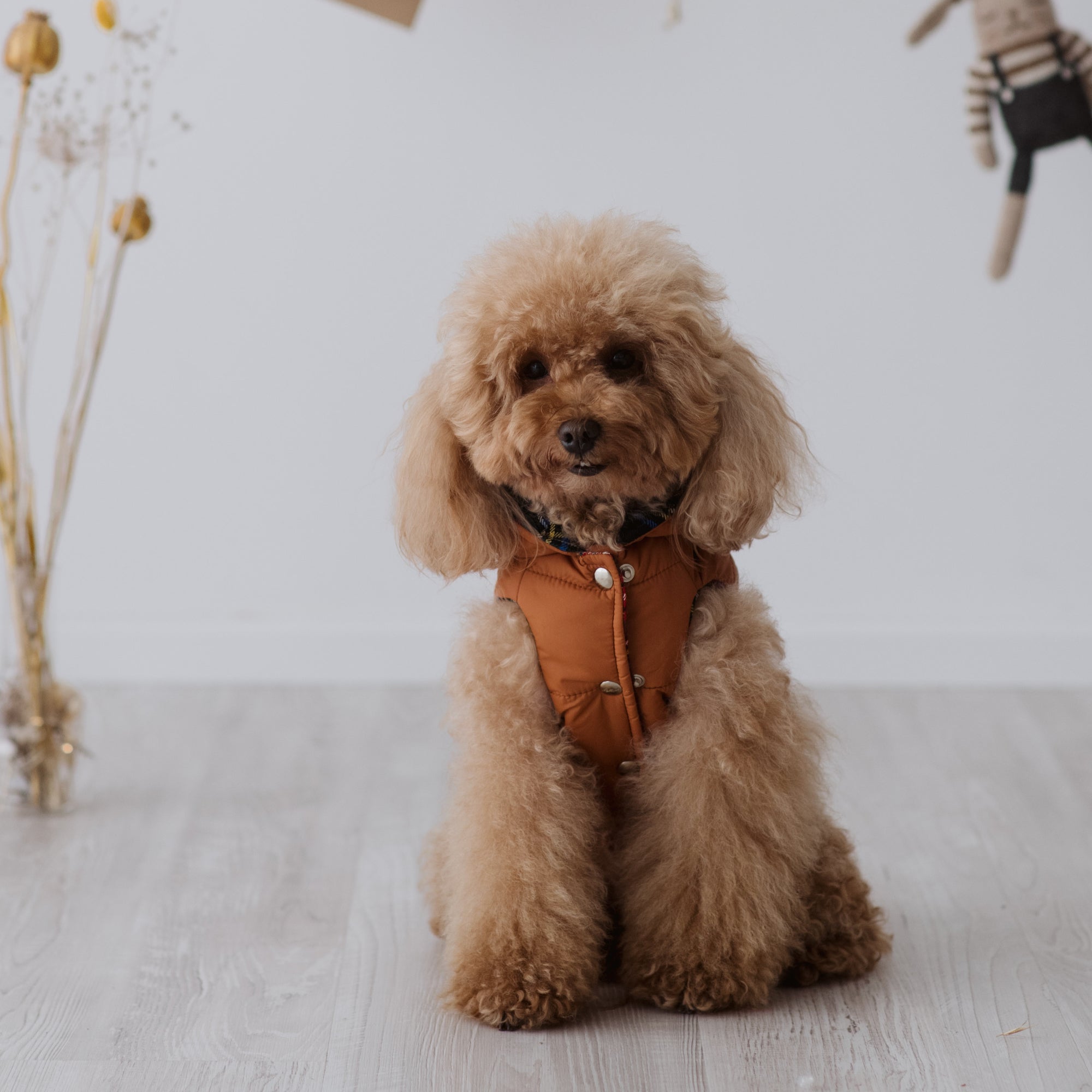 Piumino Classico per Barboncino e Cani di Taglia Media-Piccola | Eleganza e funzionalità