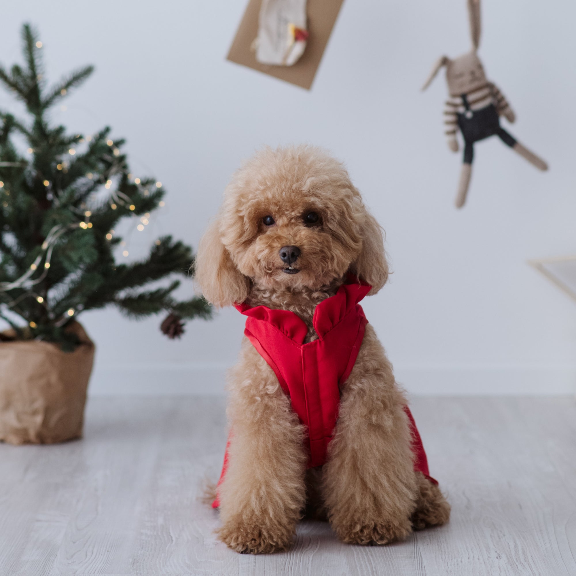 Christmas Eve Dress