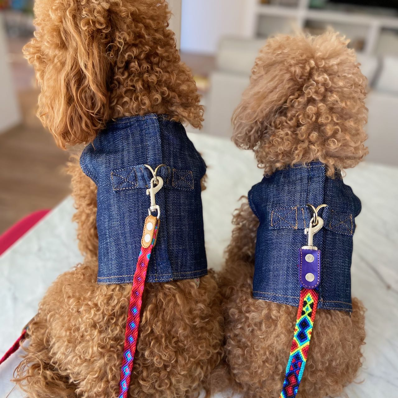 Pettorina Sartoriale in Jeans per Barboncini | Eleganza e Comfort per Cani di Piccola taglia