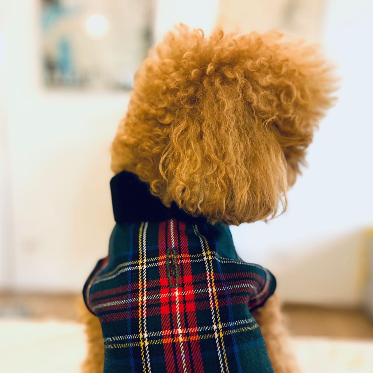 Scottish Coat