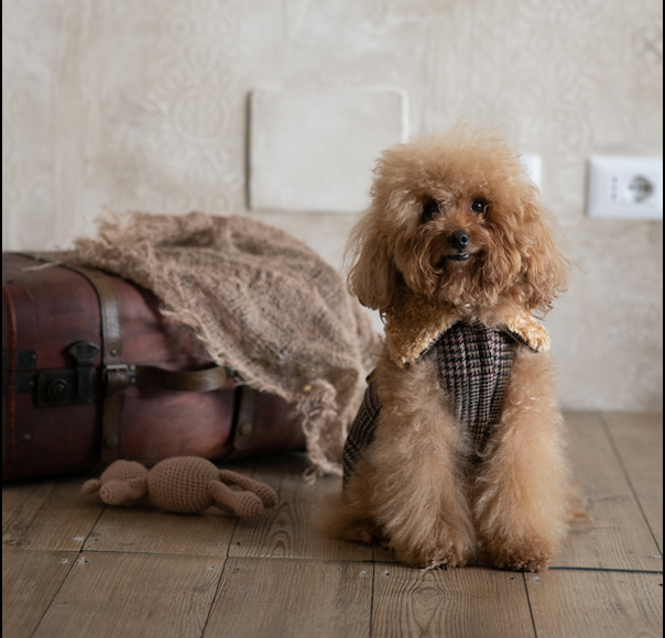 Cappotto English | Stile e Comfort per Barboncini