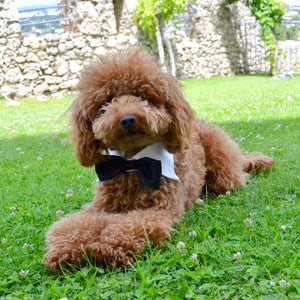 Bow tie collar for ceremony