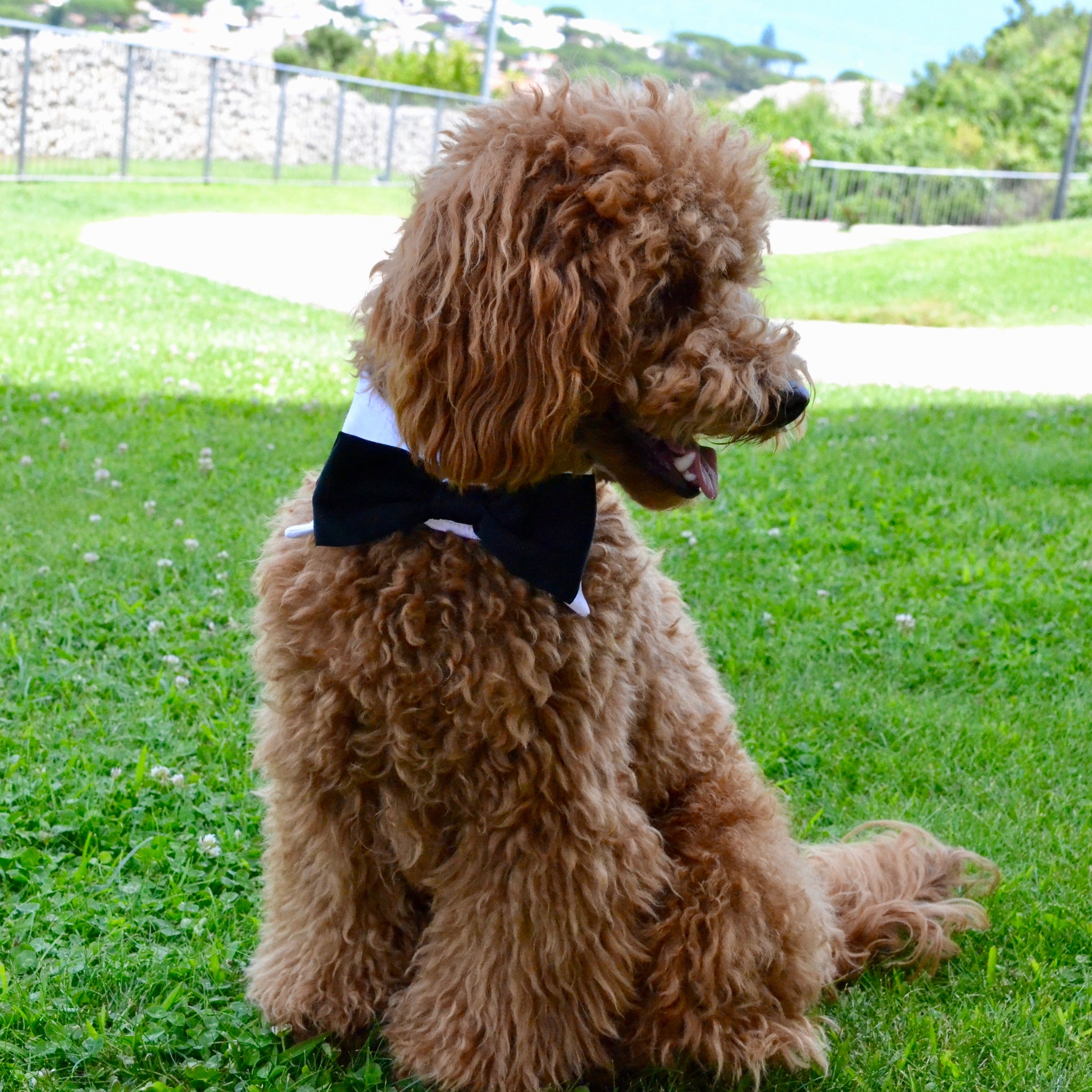 Bow tie collar for ceremony