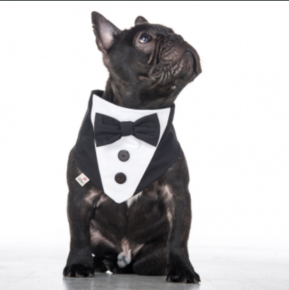 Tuxedo bandana for ceremony